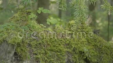 森林中长满苔藓的老树桩，根很大。 森林树桩上的苔藓